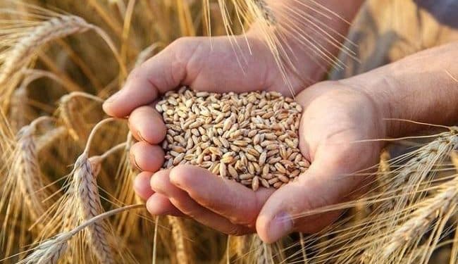 رئيس الوزراء: الحكومة تأمل في توريد 4 ملايين طن قمح هذا العام