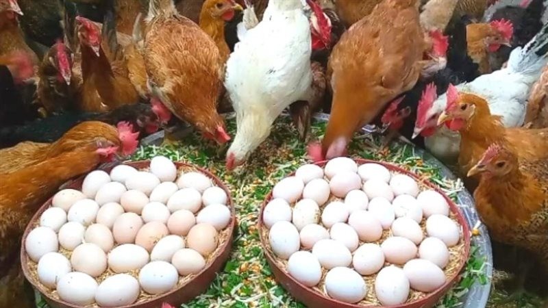زيادة المعروض تهبط بأسعار البيض والدواجن 20% خلال أسبوعين