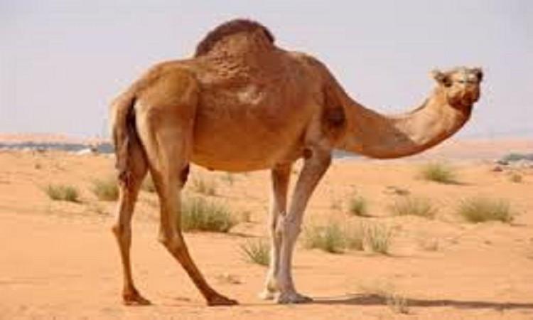 هل أكل لحم الإبل يفسد الوضوء؟