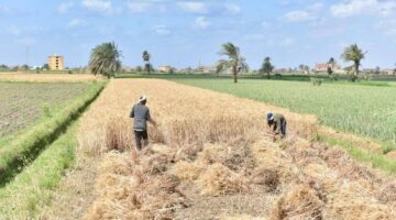 وزير التموين: تشكيل غرف عمليات لمتابعة استلام وتوريد القمح