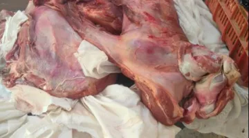 محافظ أسيوط يحذر الجزارين المخالفين: لن نسامح مع اللحوم غير الصالحة خلال عيد الأضحى