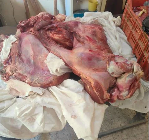 محافظ أسيوط يحذر الجزارين المخالفين: لن نسامح مع اللحوم غير الصالحة خلال عيد الأضحى محافظ أسيوط يحذر الجزارين المخالفين: لن نسامح مع اللحوم غير الصالحة خلال عيد الأضحى