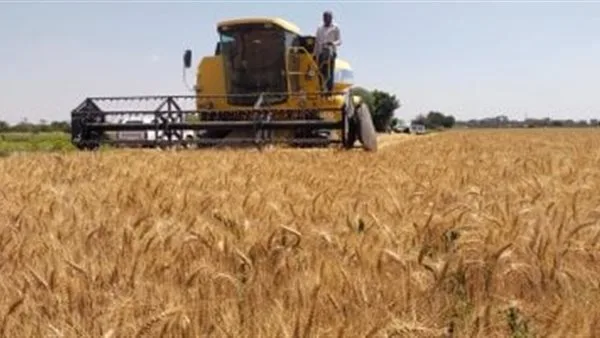 إمدادات الإسكندرية: نقل 50 ألف طن من القمح إلى صوامع ومخازن المحافظة إمدادات الإسكندرية: نقل 50 ألف طن من القمح إلى صوامع ومخازن المحافظة