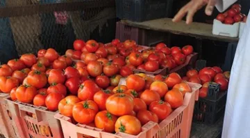 أسعار الخضروات في أسواق الإسكندرية: الطماطم بـ15 جنيها اليوم