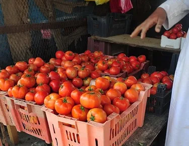أسعار الخضروات في أسواق الإسكندرية: الطماطم بـ15 جنيها اليوم أسعار الخضروات في أسواق الإسكندرية: الطماطم بـ15 جنيها اليوم