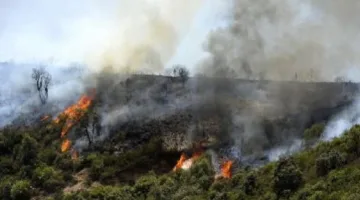 الجزائر.. استراتيجية مسبقة لتفادي حرائق الغابات
