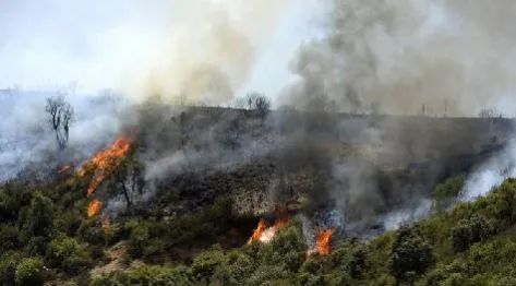 الجزائر.. استراتيجية مسبقة لتفادي حرائق الغابات الجزائر.. استراتيجية مسبقة لتفادي حرائق الغابات