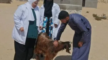 قافلة طبية بيطرية تزور قرى شمال سيناء لحماية الحيوانات من الأمراض