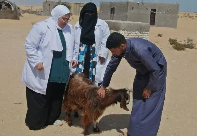 قافلة طبية بيطرية تزور قرى شمال سيناء لحماية الحيوانات من الأمراض قافلة طبية بيطرية تزور قرى شمال سيناء لحماية الحيوانات من الأمراض