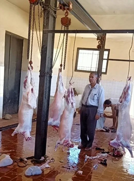 زيادة مستوى الجاهزية في مجازر المنوفية تحضيرًا لعيد الأضحى المبارك زيادة مستوى الجاهزية في مجازر المنوفية تحضيرًا لعيد الأضحى المبارك