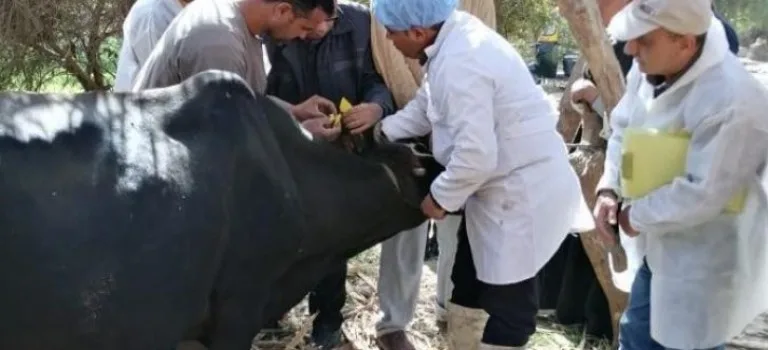 تحصين 350 ألف رأس من الماشية في المنوفية ضد الحمى القلاعية ومرض الوادي المتصدع تحصين 350 ألف رأس من الماشية في المنوفية ضد الحمى القلاعية ومرض الوادي المتصدع