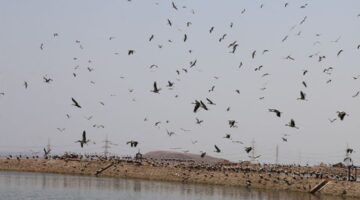 مدير مشروع الطيور المهاجرة بالبيئة لـ«الشروق»: جارِ تطوير مرصد الطيور بشرم الشيخ باستثمارات إيطالية بـ2 مليون يورو