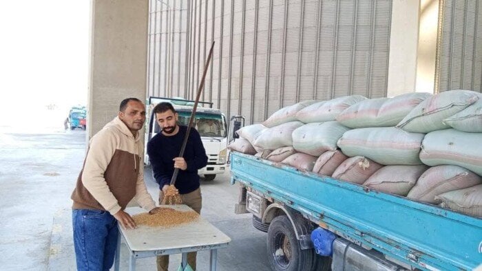 المنيا تتخطى الـ 100 ألف طن.. موسم حصاد القمح 2025 يحقق أرقامًا قياسية