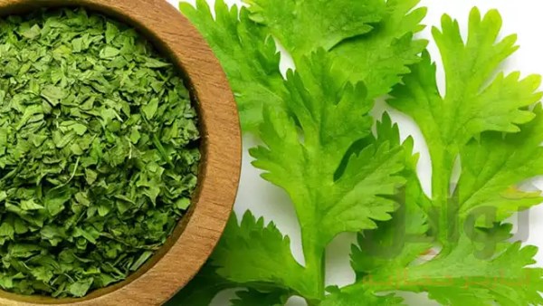 تناول ماء الكزبرة على الريق يوميا بالصيف ..شاهد ماذا يحدث لك