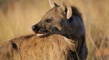 بسبب الضباع المخططة.. وزارة الزراعة تتحرّك