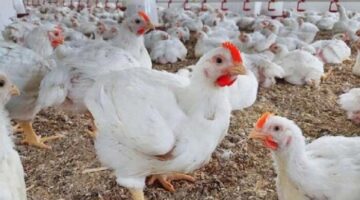 بورصة الدواجن اليوم الجمعة 2 مايو.. أسعار الفراخ والبيض الآن