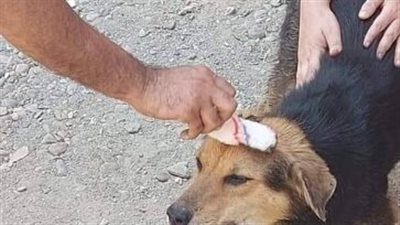 حملة مكثفة لتحصين الكلاب الضالة ضد مرض السعار ضمن مبادرة "مصر خالية من السعار قبل ٢٠٣٠"