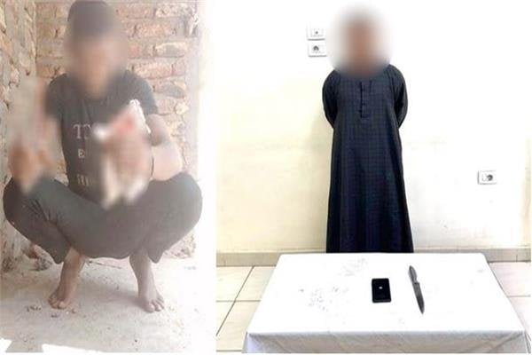 ضبط المتهم بالتعدي على «قطة» بسلاح أبيض في الأقصر