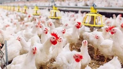 أعرف بكام.. أسعار الفراخ اليوم الجمعة في الاسواق