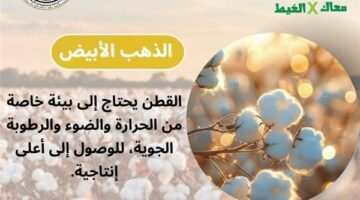 “معاك في الغيط” تقدم  نصائح مهمة لمزارعي القطن في بداية موسم الزراعة