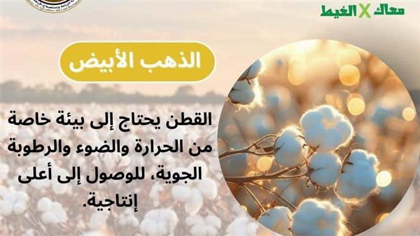 “معاك في الغيط” تقدم نصائح مهمة لمزارعي القطن في بداية موسم الزراعة