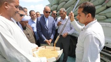 توريد  120 ألف طن قمح لشئون وصوامع المنيا