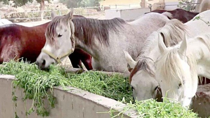 تفاصيل تطوير محطة الزهراء للخيول العربية الأصيلة.. فيديو