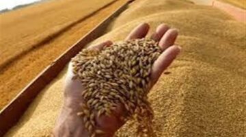 تفاصيل بدء موسم توريد القمح المحلي.. الطن بـ 2200 جنيه