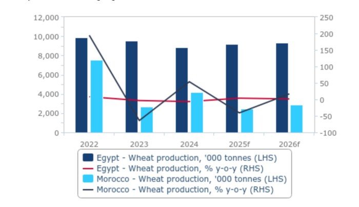 بنسبة 16.7%.. «فيتش سوليوشنز» تتوقع زيادة إنتاج القمح في مصر والمغرب 2026/2025