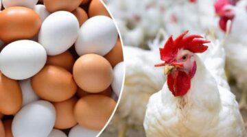 هتشتريها بكام بكرة؟.. ارتفاع أسعار الدواجن اليوم