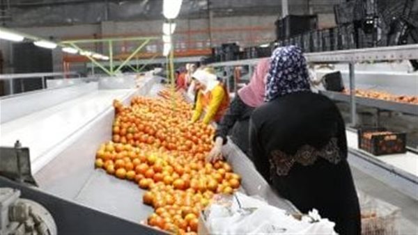 مصر تتصدر عالميًا في تصدير الموالح رغم التحديات الدولية