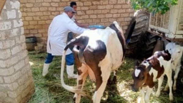 لتنمية الثروة الحيوانية.. ندوات إرشادية وتوعوية للمربيين بالمحافظات