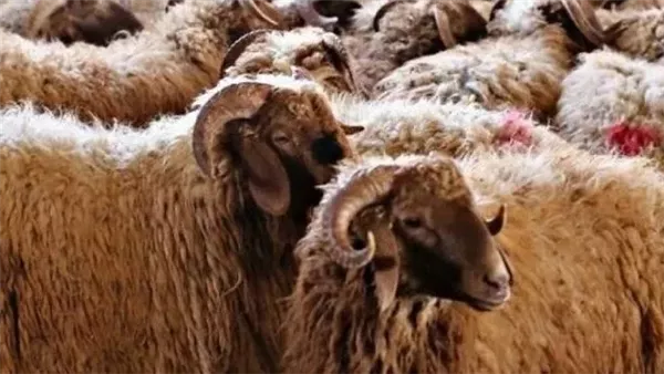 تعرَّف على أسعار الأضاحي في الفيوم