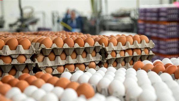 اليوم الاثنين.. أسعار البيض والكتاكيت في الإسكندرية