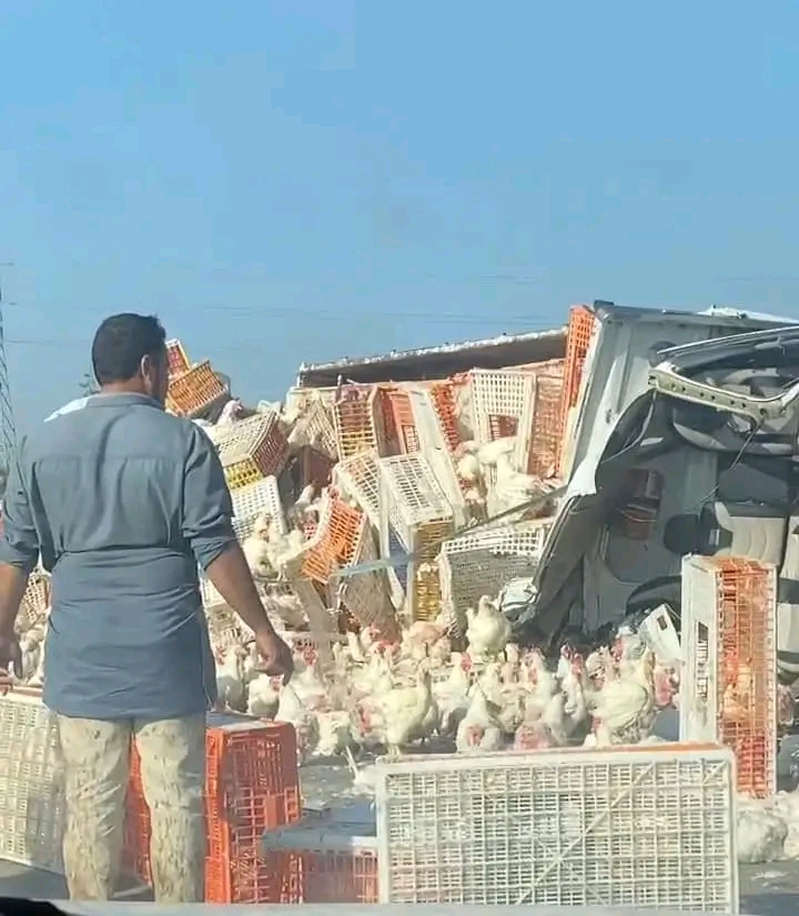 إنقلاب سيارة محملة بالدجاج