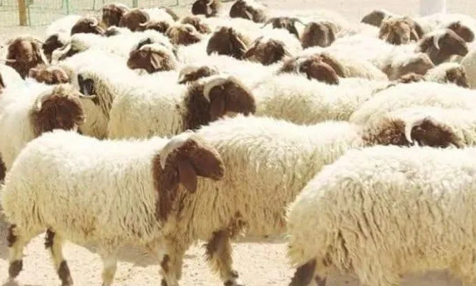 كيلو الخروف البرقي قايم بكام.. أسعار الأضاحي قبل عيد الأضحى 2025