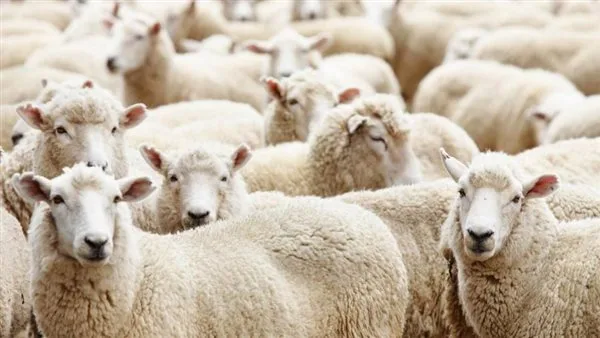 16 معلومة عن الأضحية وأحكامها وشروطها قبل عيد الأضحى