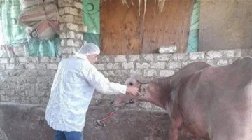 تحصين 331 ألف و466 رأس ماشية ضد مرض الحمى القلاعية والوادي المتصدع بالمنوفية