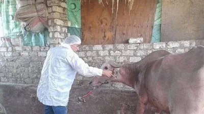 تحصين 331 ألف و466 رأس ماشية ضد مرض الحمى القلاعية والوادي المتصدع بالمنوفية