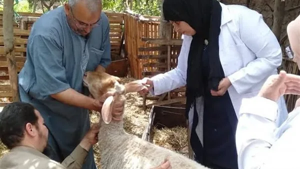 بالأرقام.. محافظ المنوفية يكشف إجمالي ما تم تحصينه من المواشي