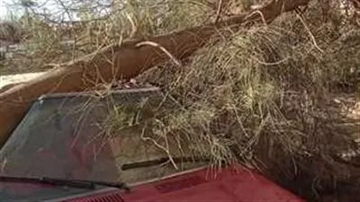 تحطم سيارة في شارع شمبليون إثر سقوط شجرة والعناية الإلهية تنقذ المارة