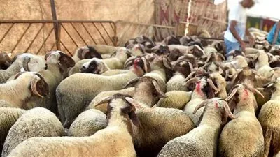 مع اقتراب العيد 2025.. أسعار الأضاحي واللحوم بالأسواق ومنافذ الزراعة