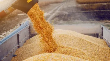 إقليم كردستان: سنصدر 400 ألف طن من القمح إلى بغداد