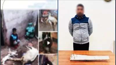 الداخلية تضبط راعي أغنام لاعتداءه على كلاب ضالة في البحيرة