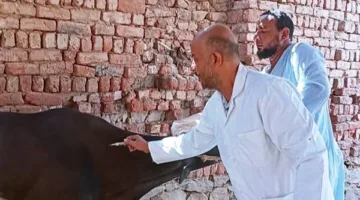 تحصين 40 ألف حيوان خلال شهري أبريل ومايو في أسوان
