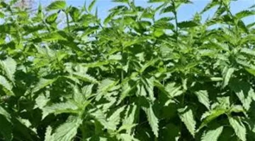 تأثيرات سلبية على الإنتاجية: تحذير بشأن زيادة درجات الحرارة وتأثيرها على النباتات