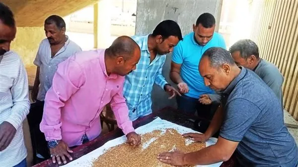 صوامع وشون أسوان تستقبل 257,440 طن من القمح