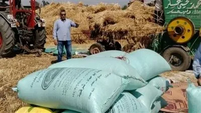 تسليم ٤٤٤٥٢٠ طن و ٥٨٤ كيلو جرام من القمح المحلي لمخازن وصوامع محافظة الشرقية