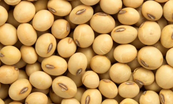 تراجع عقود فول الصويا من ذروتها في ثلاثة أشهر