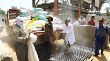 سوهاج: استلام 130 ألف طن من القمح خلال موسم التوريد الحالي بارتفاع 20% مقارنة بالعام السابق